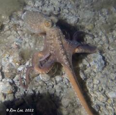 Macroctopus maorum