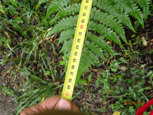 Image of Dryopteris inaequalis by no rights reserved
