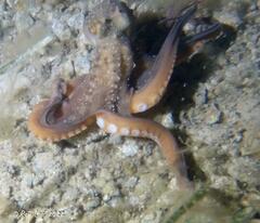 Macroctopus maorum