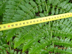 Dryopteris inaequalis