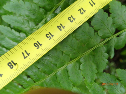 Image of Dryopteris inaequalis by no rights reserved
