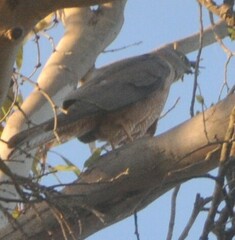 Accipiter cirrocephalus