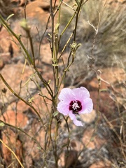 Hibiscus solanifolius