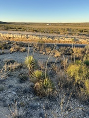 Yucca reverchonii