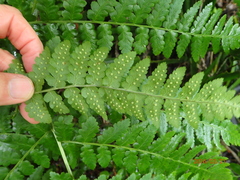 Dryopteris inaequalis