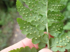 Dryopteris inaequalis