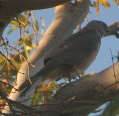 Accipiter cirrocephalus