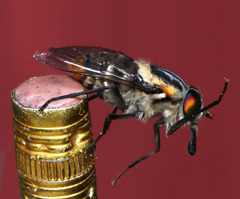Scaptia