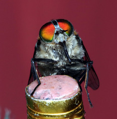 Scaptia