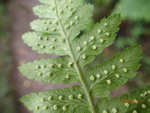 Image of Dryopteris inaequalis by no rights reserved