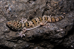 Hemidactylus maculatus