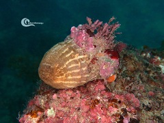 Calliactis parasitica