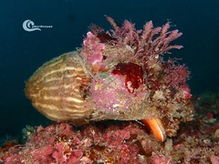 Calliactis parasitica