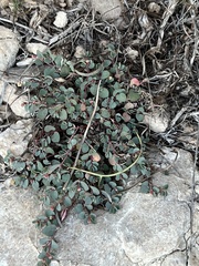 Euphorbia cinerascens