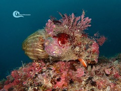 Calliactis parasitica