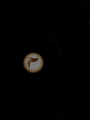 Copepoda
