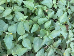 Calyptocarpus vialis