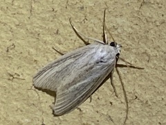 Prionopterina grammatistis