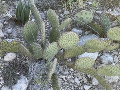 Opuntia strigil