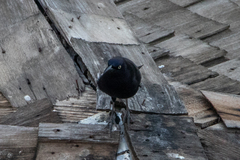 Quiscalus lugubris
