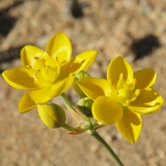 Ornithogalum rupestre