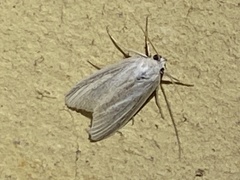 Prionopterina grammatistis