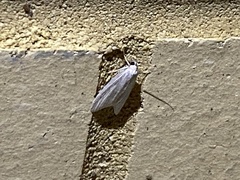 Prionopterina grammatistis