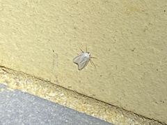 Prionopterina grammatistis