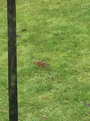Turdus iliacus
