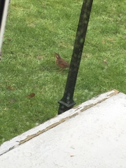 Turdus iliacus