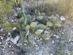 Opuntia strigil