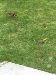 Turdus iliacus