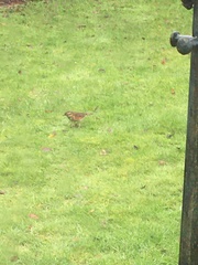 Turdus iliacus
