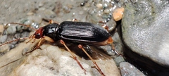 Nebria picicornis