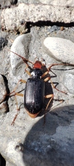 Nebria picicornis