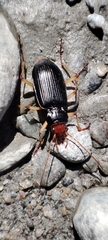 Nebria picicornis