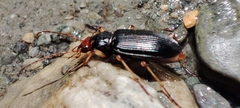 Nebria picicornis