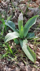 Orchis simia