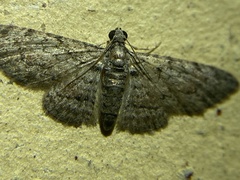 Sigilliclystis insigillata