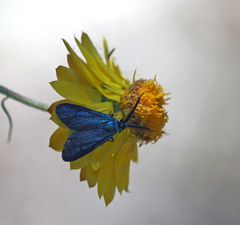 Turneriprocris dolens