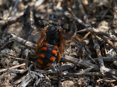 Rhodanthidium siculum