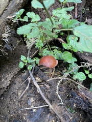 Leratiomyces ceres