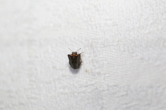 Eufroggattia tuberculata