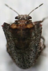 Eufroggattia tuberculata