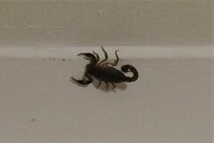 Pseudolychas ochraceus