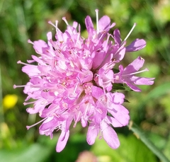 Knautia