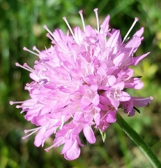 Knautia