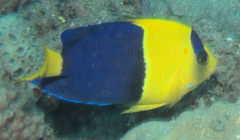Centropyge bicolor