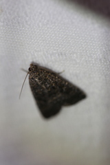 Condica illecta