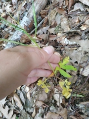 Cardamine quinquefolia